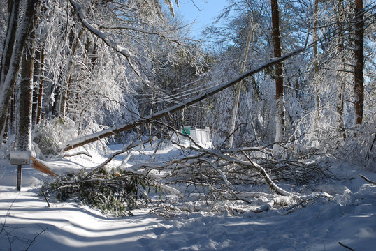 Huge trees that fell during a winter blizzard