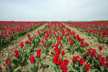 Tulip field, Tulip flower background Silivri,Istanbul Turkey