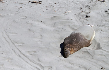 Sea lion relaxing at the coast of California