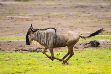 Isolated wildebeest running in the savannah plain of Amboseli Park in Kenya
