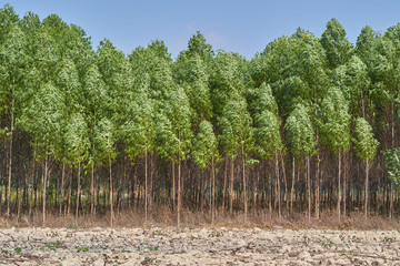 Eucalyptus field  in Thailand.
