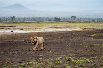 Old lion walking in the savannah of Amboseli Park in Kenya