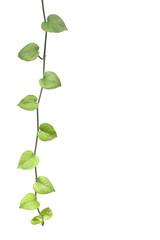 Golden pothos isolate on white background.