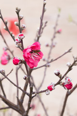 Spring Cherry Flower