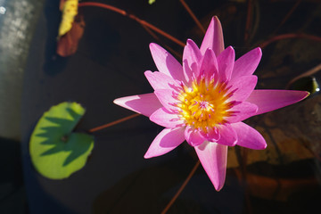 This beautiful waterlily or lotus flower is complimented by the rich colors of the deep blue water surface. Saturated colors and vibrant detail make this an almost surreal image.