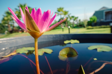 This beautiful waterlily or lotus flower is complimented by the rich colors of the deep blue water...