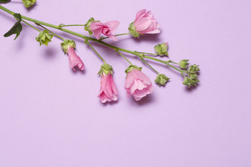 The inflorescence of mallow lies on a lilac background.
