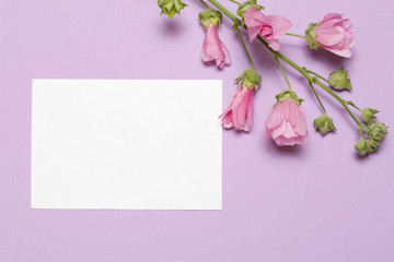 A white sheet of paper and a frame of mallow lies on a lilac background.