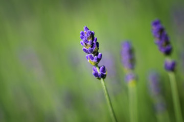Lavendel