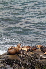 Fototapeta premium Sea lions and seals in La Jolla, California