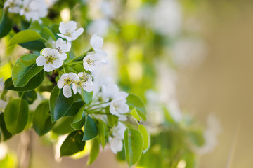Blossom fruit tree branches on blurred background with sun