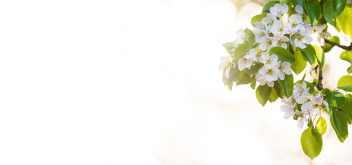 Blossom fruit tree branches on blurred background with sun © illustrissima