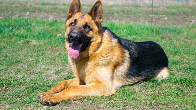 Cute german shepherd puppy lying in green grass and serious looking around. 10 month puppy of purebred dog