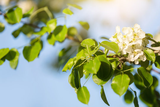 Blossom fruit tree branches on blurred background with sun