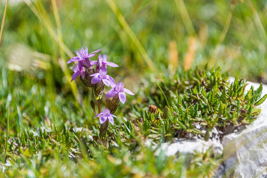 primavera