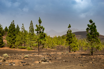 Fototapeta na wymiar Conifer Forest in Teide Nation Park with Mountains in the Background, Tenerife, Spain, Europe