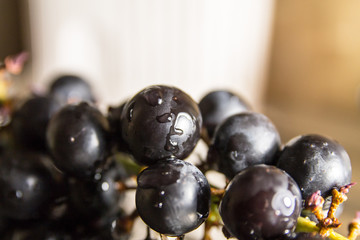 washing black ripe grapes