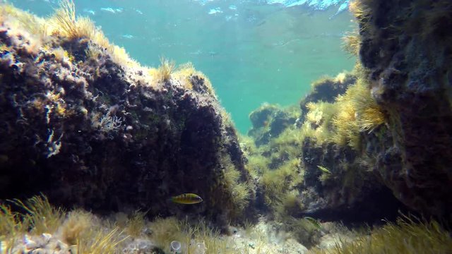 Underwater scene reefs with colorfull green fishes - Donzella pavonina (Thalassoma pavo) - around the image. Video made in the Mediterranean Sea in Sicily, Italy.