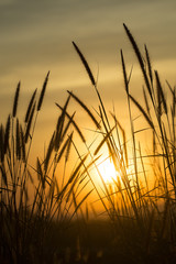 Grass with a warm light in the morning.