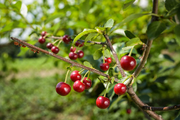 Tasty red cherry's on a branch in the farm