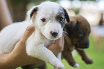 Puppies of dog, white and brown.
