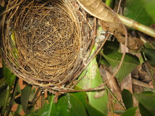 Empty Sparrow Nest