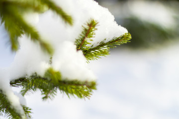 fir branches in the snow in the cold