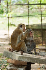 Monkeys - Sri Lanka