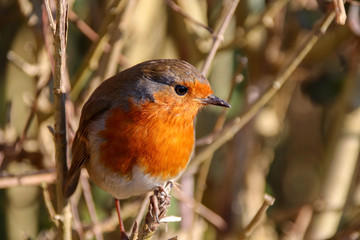 Robin in Hedge