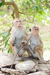 Monkeys - Sri Lanka