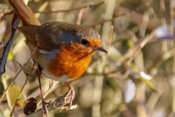 Robin in Hedge