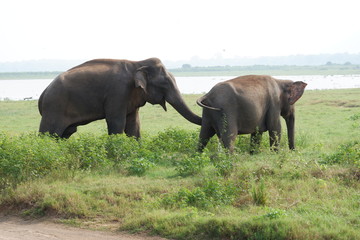 Elephants - Minneriya National Park, Sri Lanka