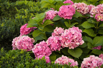 inflorescences of pink hydrangea on the flowerbed in the park