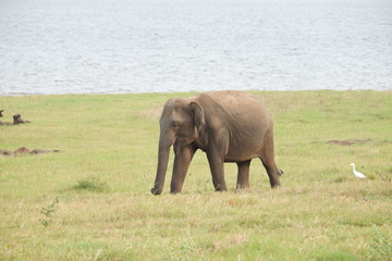 Elephants - Minneriya National Park, Sri Lanka