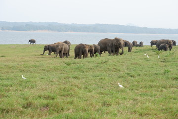 Elephants - Minneriya National Park, Sri Lanka