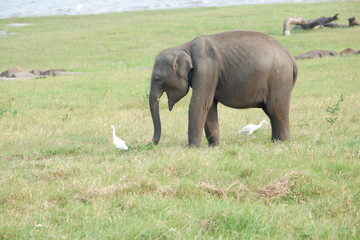 Naklejka na ściany i meble Elephants - Minneriya National Park, Sri Lanka