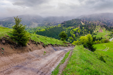 springtime in Carpathian mountains