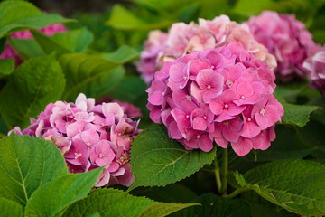 inflorescences of pink hydrangea on the flowerbed in the park