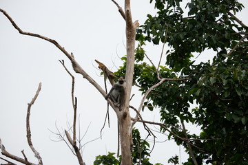 monkey - Sri Lanka © Karolina