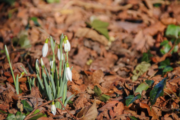 Snowdrops in Winter