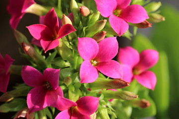 Kalanchoe blossfeldiana (rosa Blüten) - Dickblattgewächs (Crassulaceae)