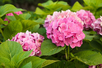 inflorescences of pink hydrangea on the flowerbed in the park