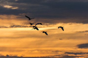 Birds silhouettes flying sunset sky go home