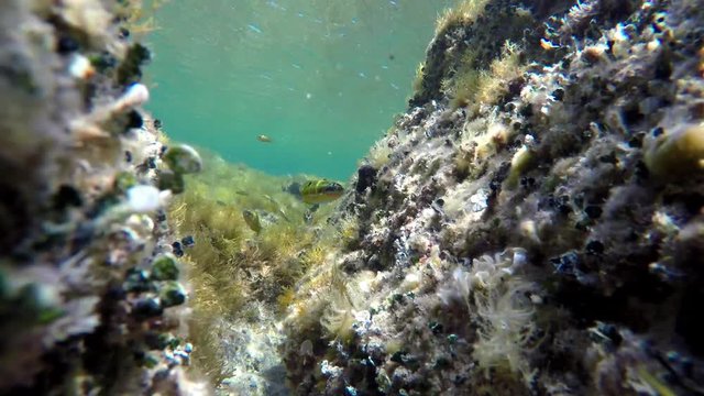 Underwater scene of reefs wals and colorfull green fishes - Donzella pavonina (Thalassoma pavo) - enters the "valey". Video made in the Mediterranean Sea in Sicily, Italy.