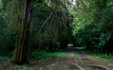 Forest tree dark nature landscape tropical scenic jungle rainforest foliage leaf autumm outdoors light wood path road