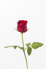 Red roses isolated on white background