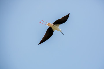 Stelzenläufer im Flug