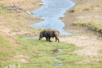 dzika świnia - Yala National Park, Sri Lanka