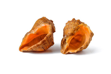 Two seashells