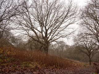 Fototapeta na wymiar bare branch tree grass dark overcast autumn day moody